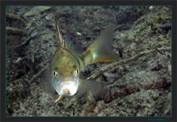 A curious European perch (Perca fluviatilis) by Sven Tramaux 